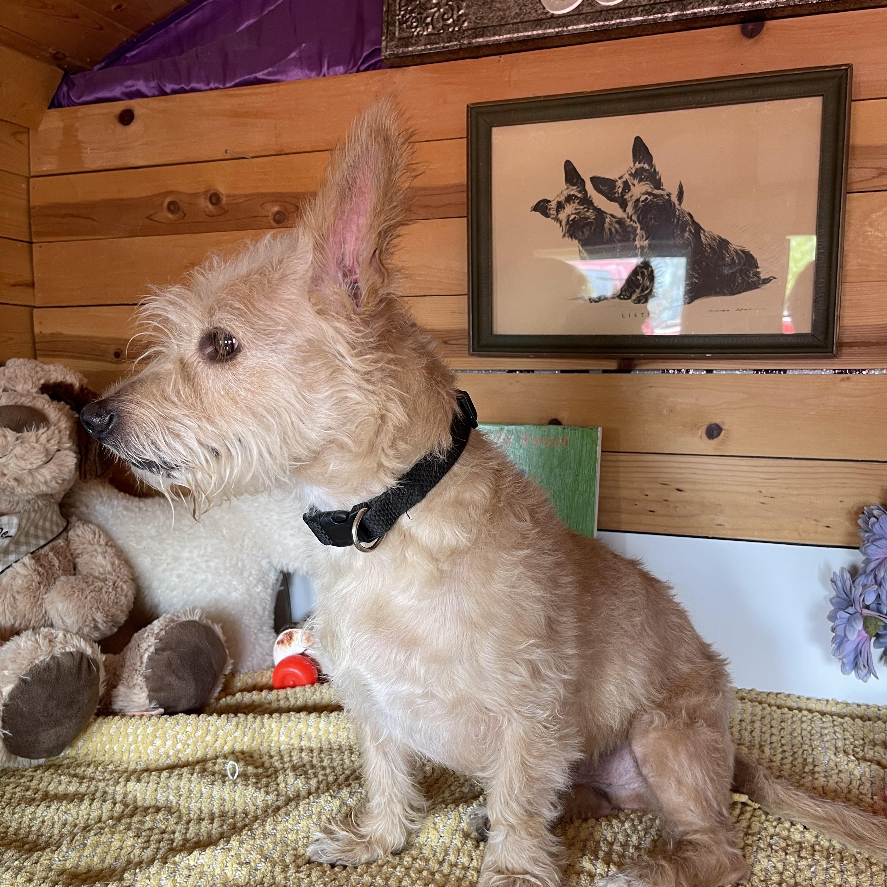 Enlarge Marley, a ADOPTABLE mixed breed in Vacaville, CA image 4/5