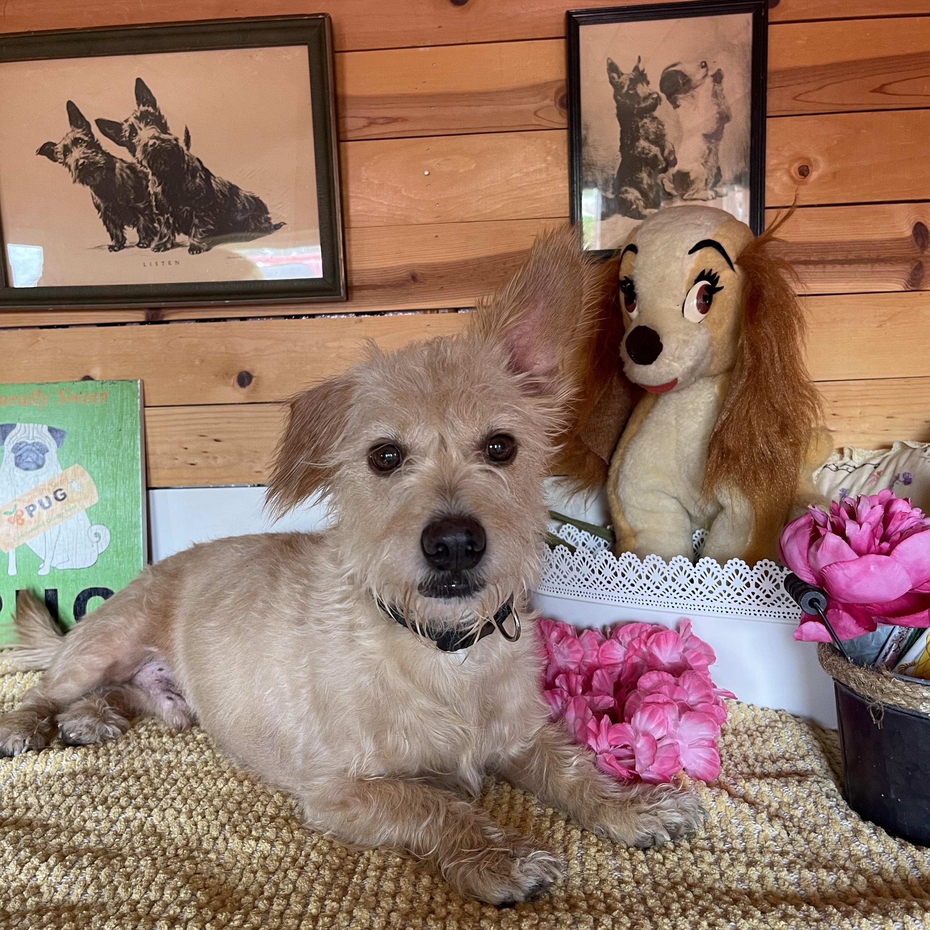 Enlarge Marley, a ADOPTABLE mixed breed in Vacaville, CA image 3/5