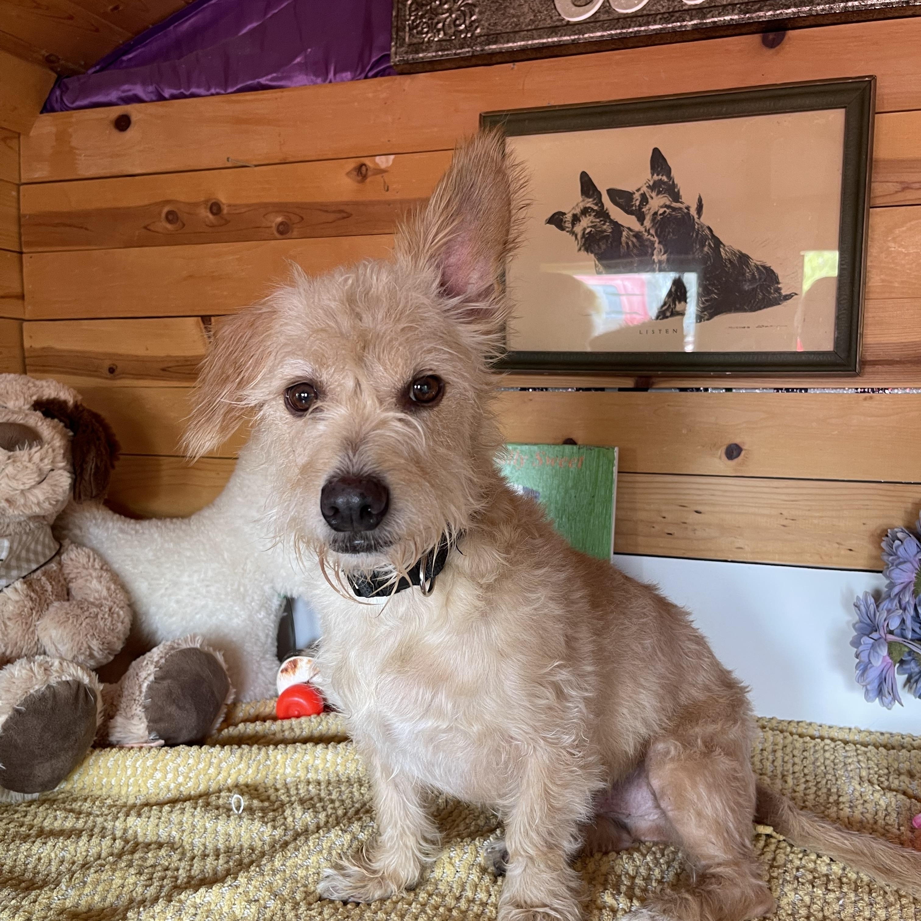 Enlarge Marley, a ADOPTABLE mixed breed in Vacaville, CA image 5/5