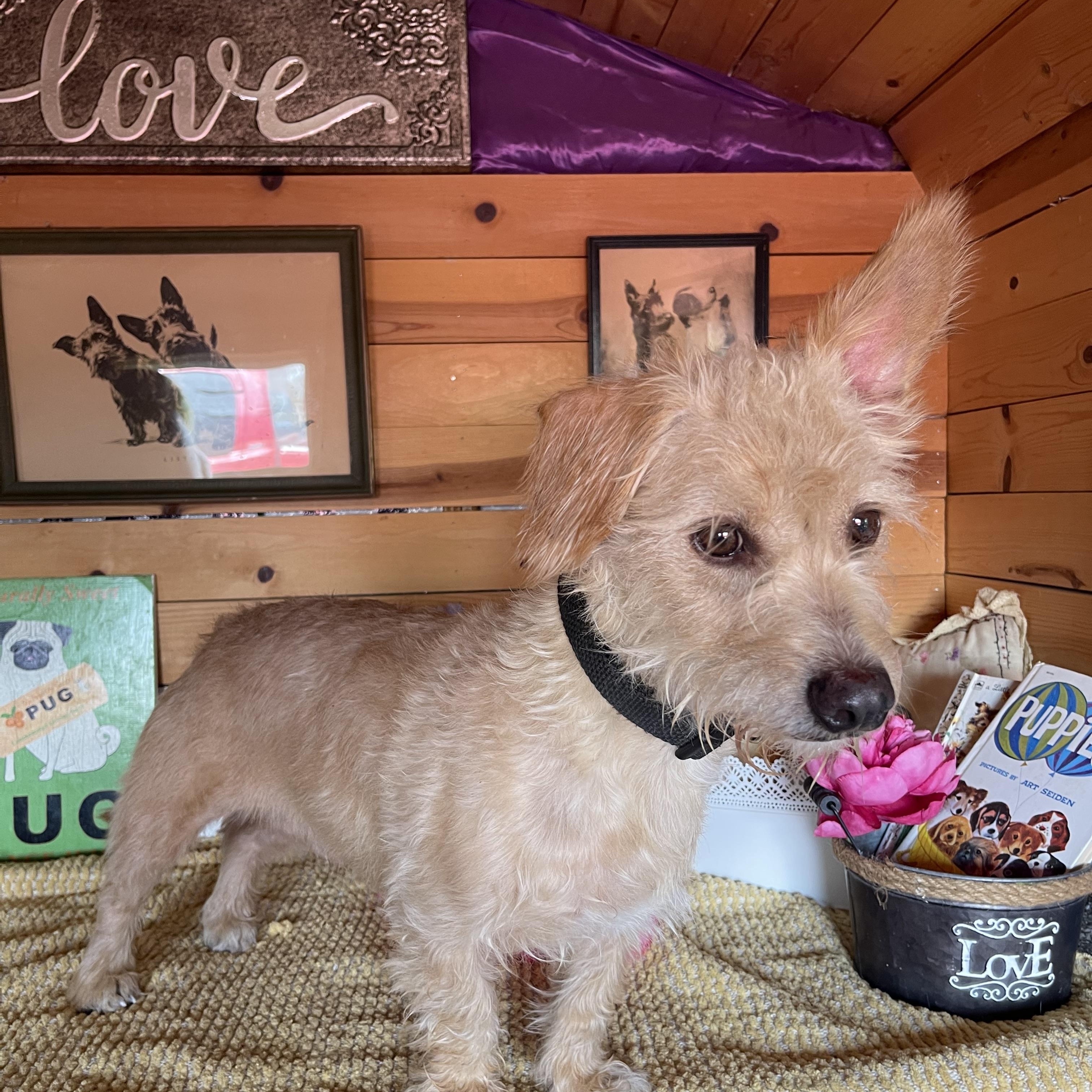 Enlarge Marley, a ADOPTABLE mixed breed in Vacaville, CA image 2/5