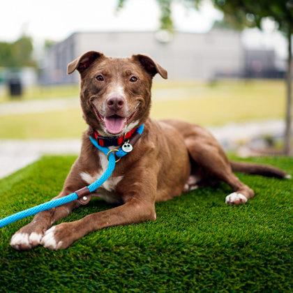 Stix, Adoptable, Adult Male Mixed Breed & Mixed Breed.