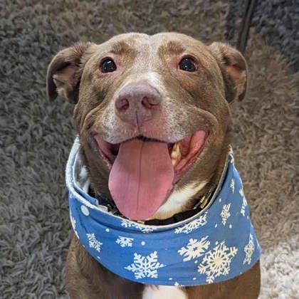 Enlarge Stix, a Adoptable mixed breed in Atlanta, GA image 2/3