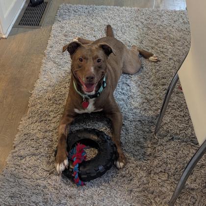 Enlarge Stix, a Adoptable mixed breed in Atlanta, GA image 3/3