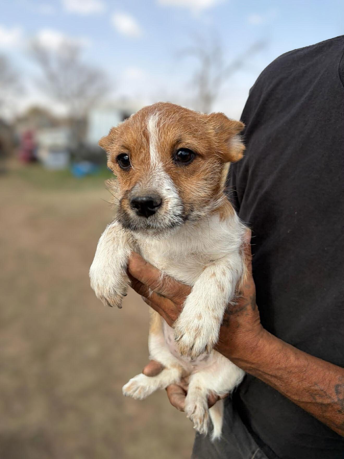 Darla, Adoptable, Young Female Rat Terrier & Chihuahua.