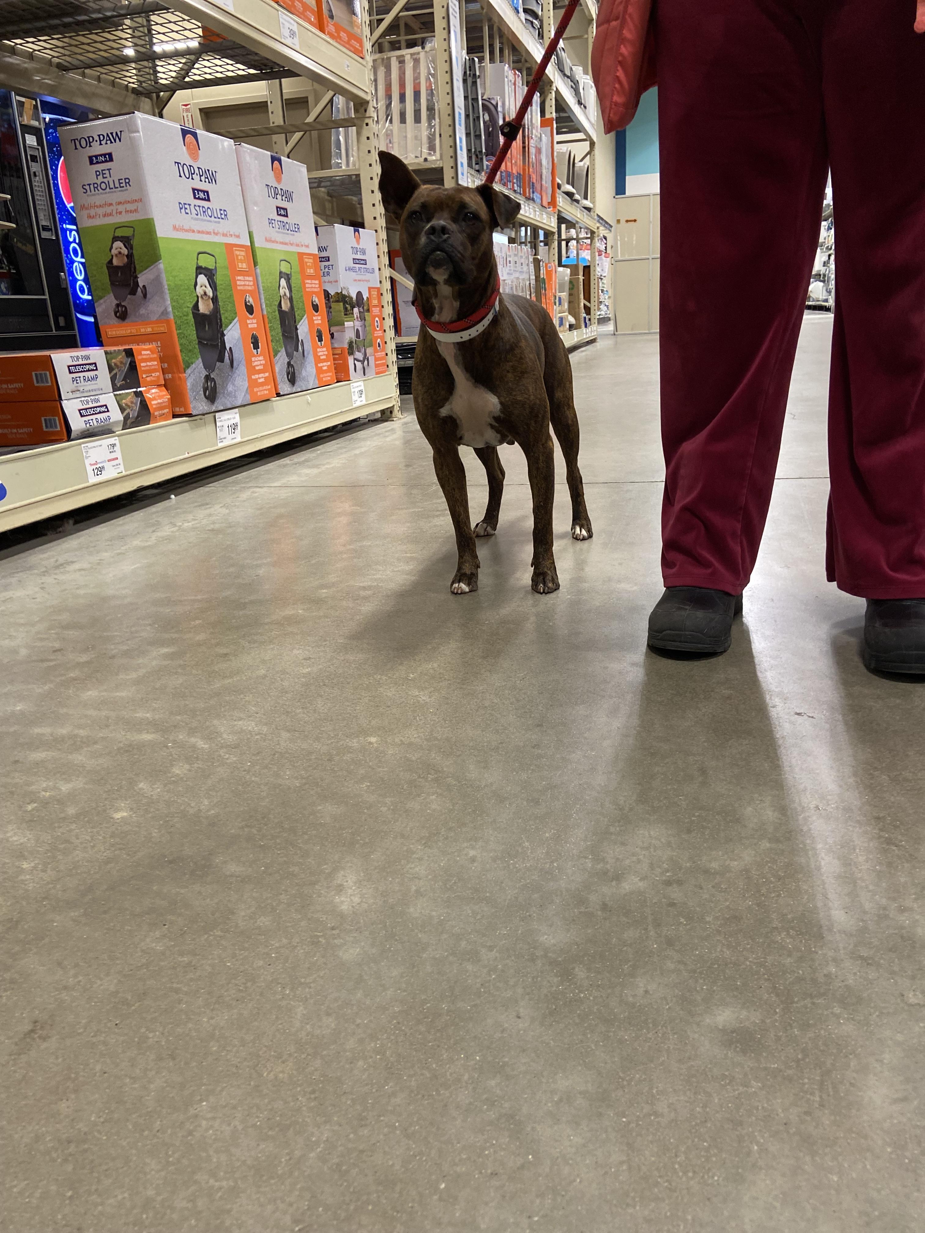 Hennessy, an adoptable Boxer in Zimmerman, MN, 55398 | Photo Image 4