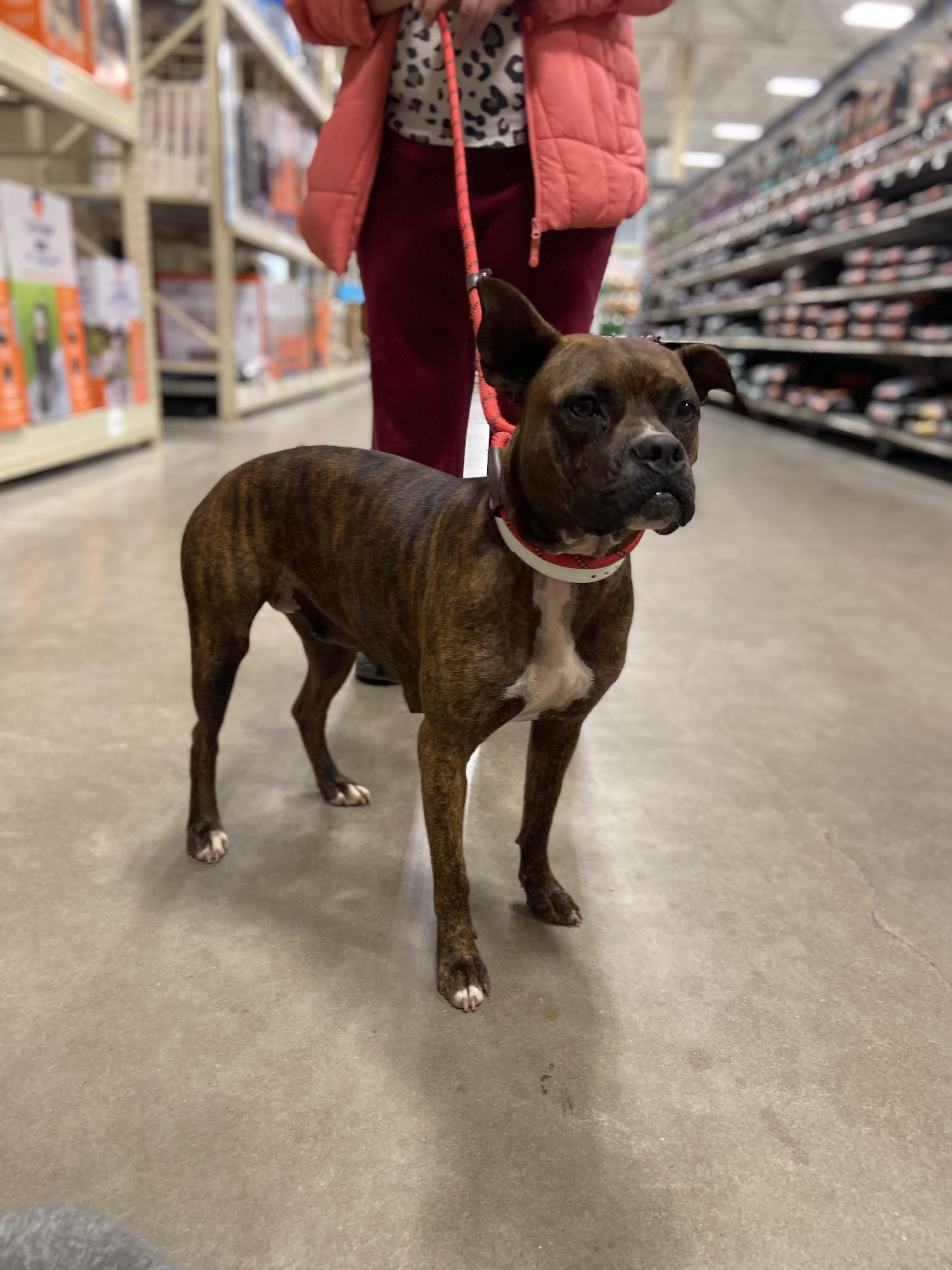 Hennessy, an adoptable Boxer in Zimmerman, MN, 55398 | Photo Image 5