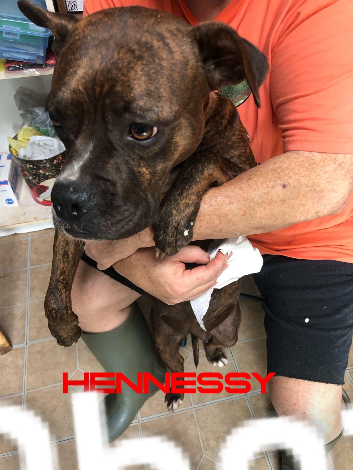 Hennessy, an adoptable Boxer in Zimmerman, MN, 55398 | Photo Image 2
