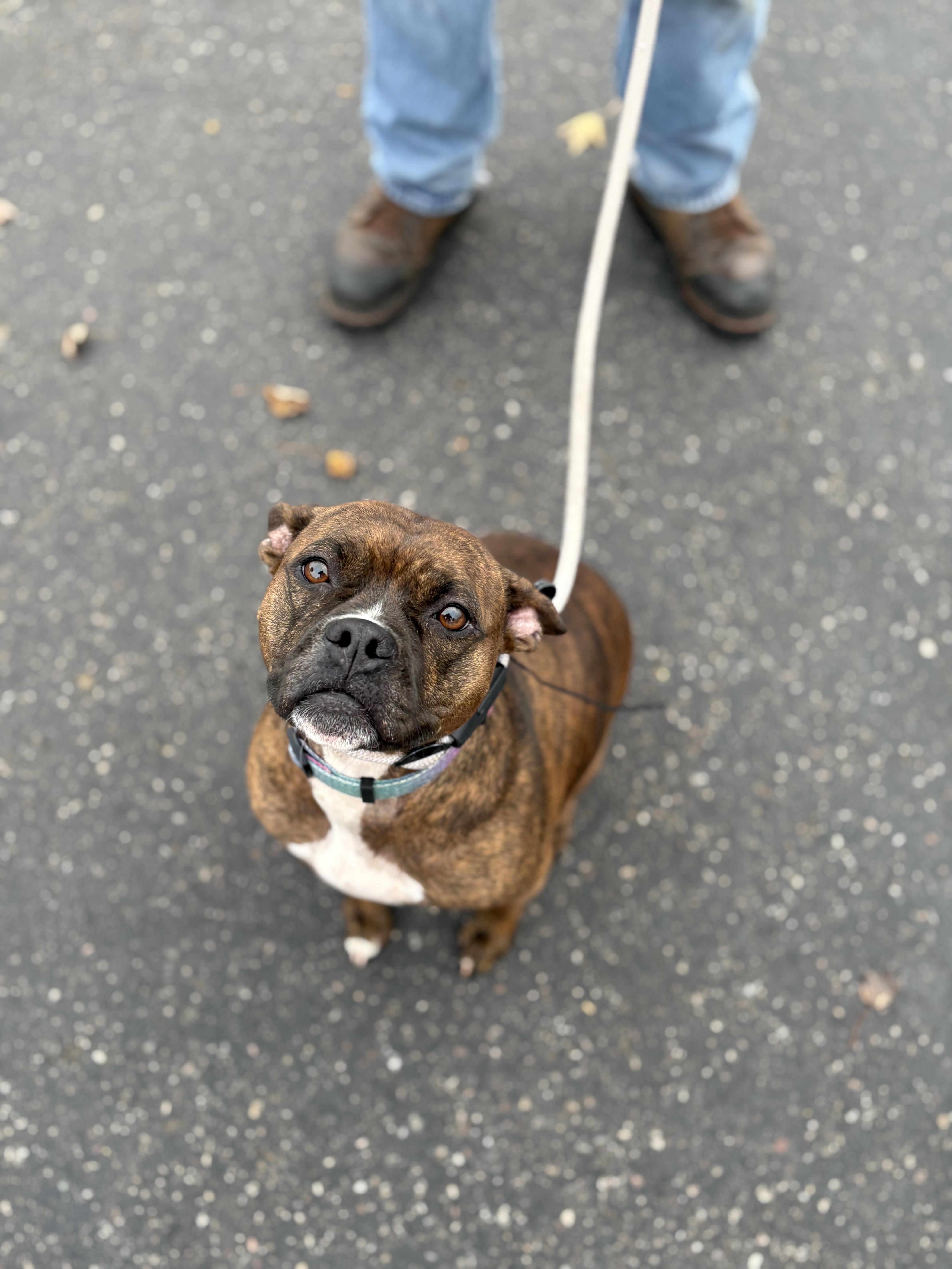 Hennessy, an adoptable Boxer in Zimmerman, MN, 55398 | Photo Image 1