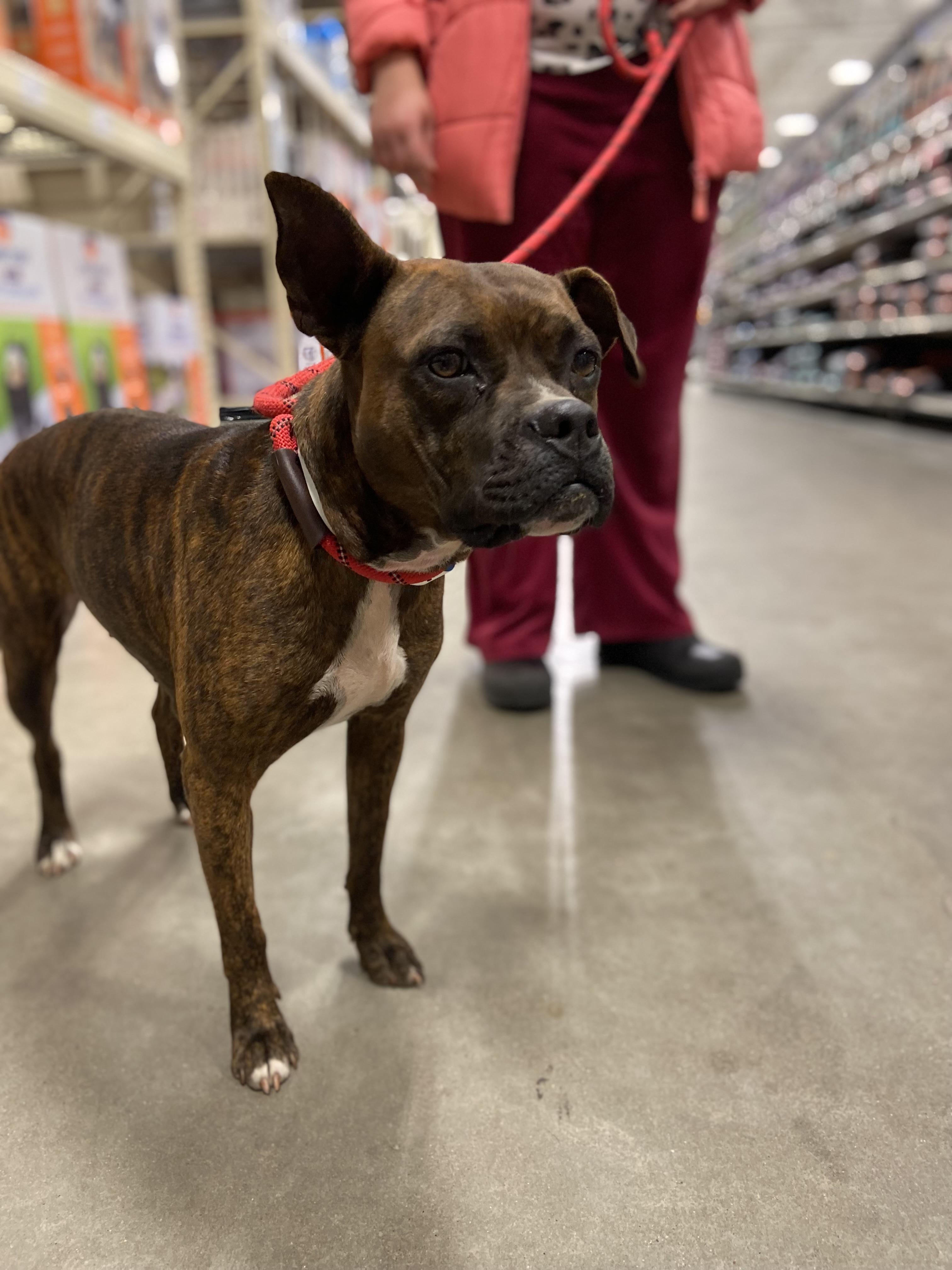 Hennessy, an adoptable Boxer in Zimmerman, MN, 55398 | Photo Image 3