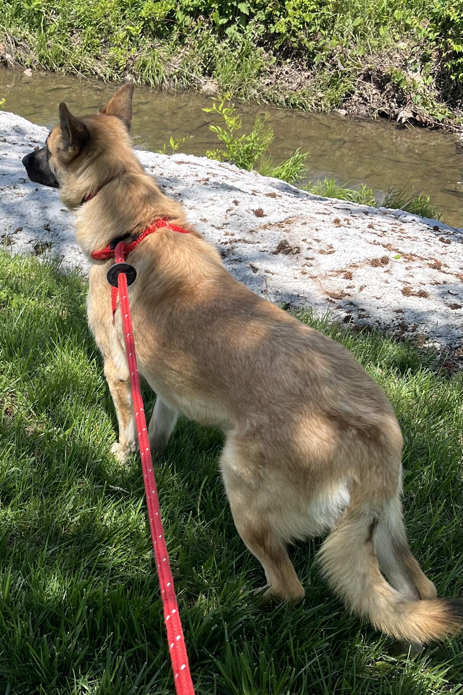 Kilia, a ADOPTABLE mixed breed in Chesterfield, MO image 4/5