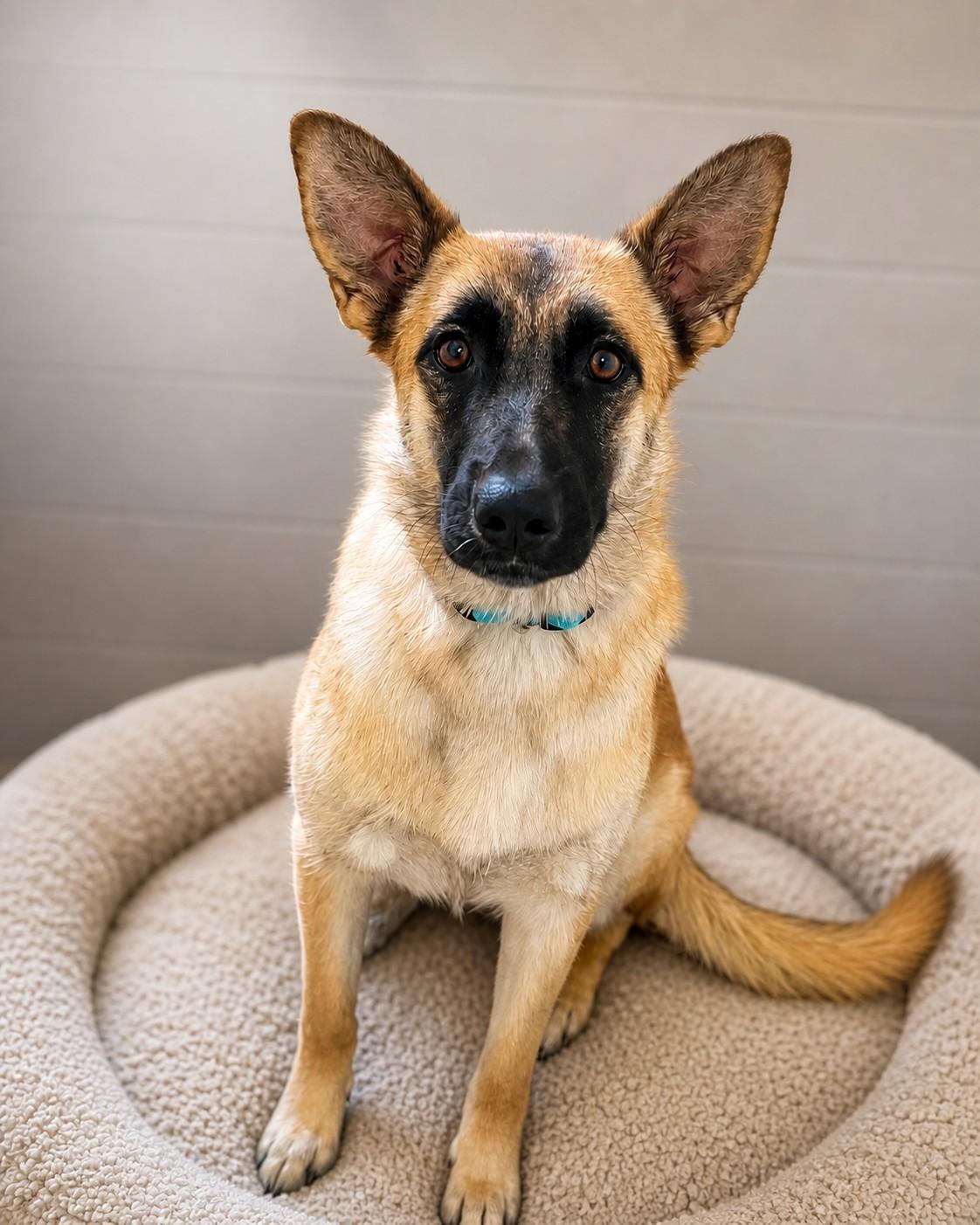 Kilia, ADOPTABLE, Young Female German Shepherd Dog.
