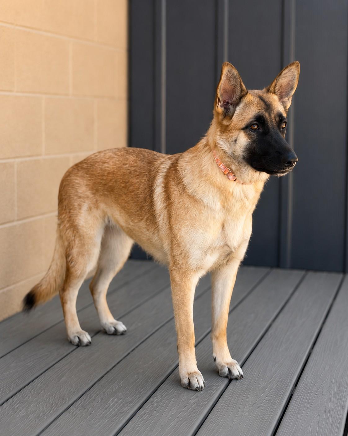Kilia, a ADOPTABLE mixed breed in Chesterfield, MO image 1/6