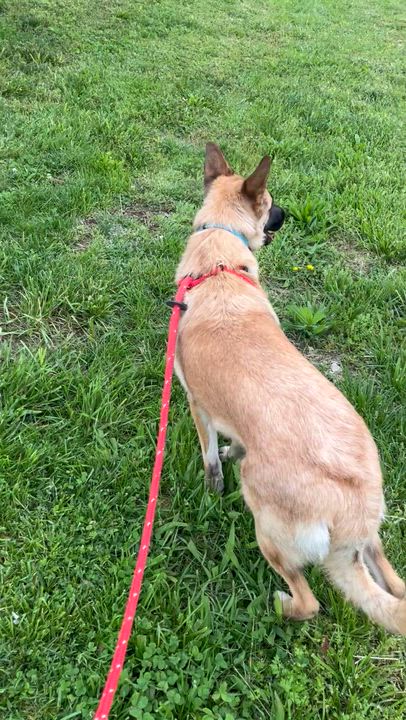 Enlarge Kilia, a ADOPTABLE mixed breed in Chesterfield, MO video 5/5