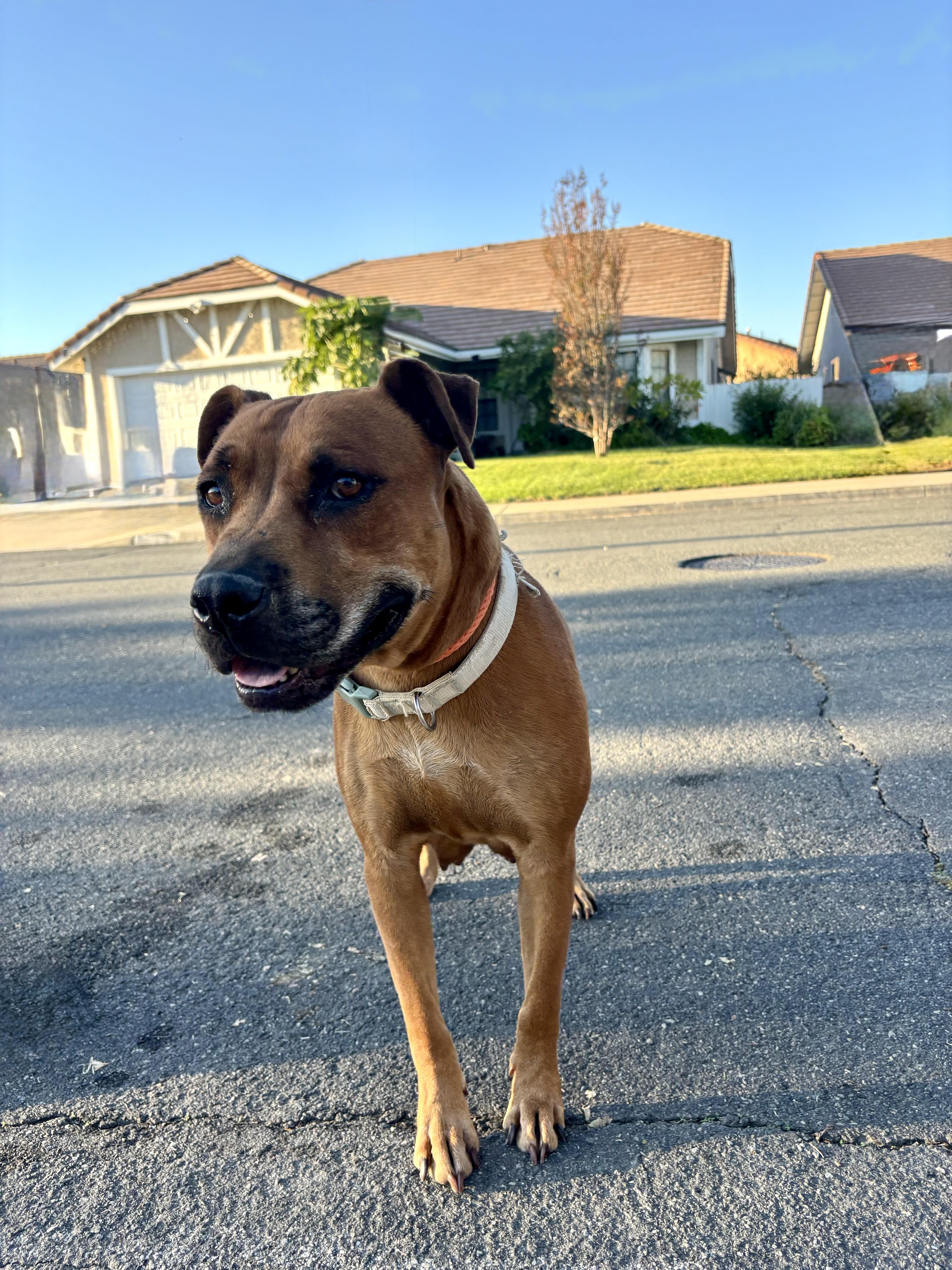 LULU, an adopted mixed breed in Portland , OR image 5/5