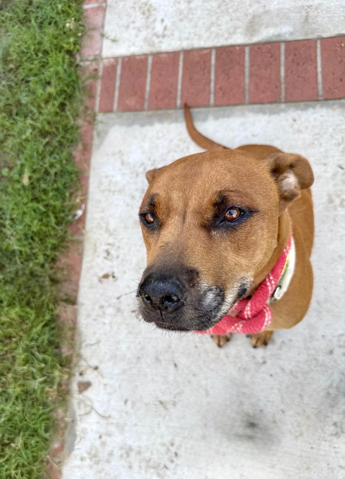 LULU, an adopted mixed breed in Portland , OR image 3/5