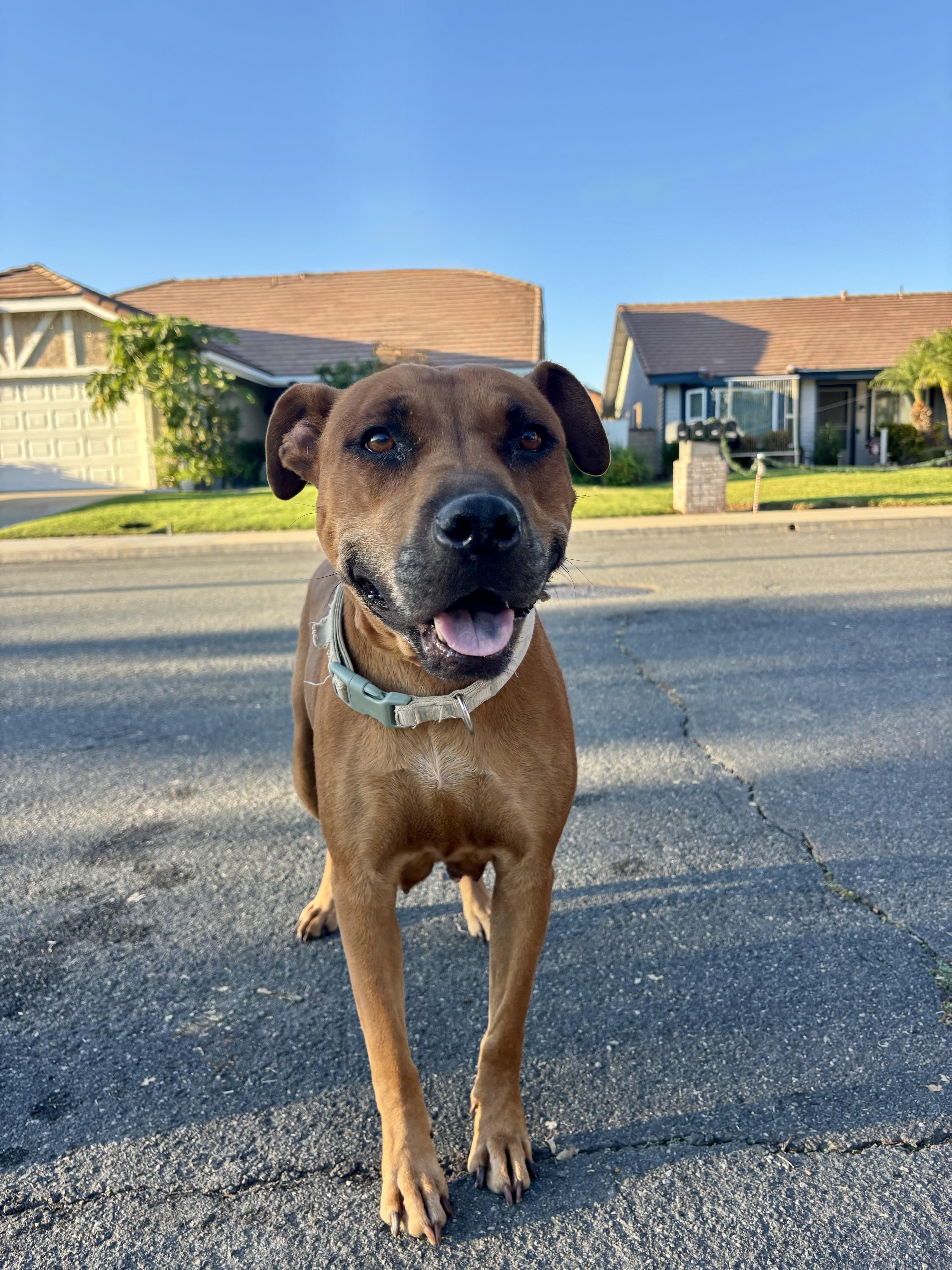 LULU, an adopted mixed breed in Portland , OR image 4/5