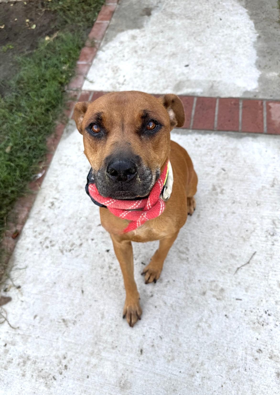 LULU, adopted, Young Female Terrier & Labrador Retriever.