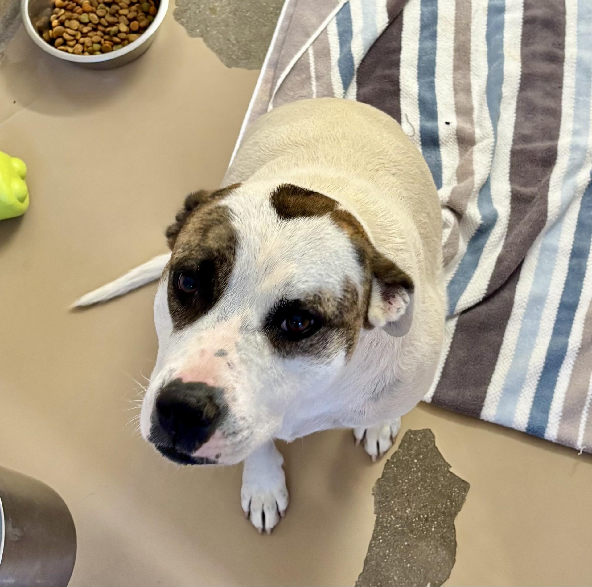 Myli, Adoptable, Adult Female Pit Bull Terrier & American Bulldog.