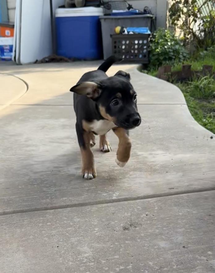 Enlarge Valentino aka Val, a Adoptable mixed breed in Tracy, CA image 1/6