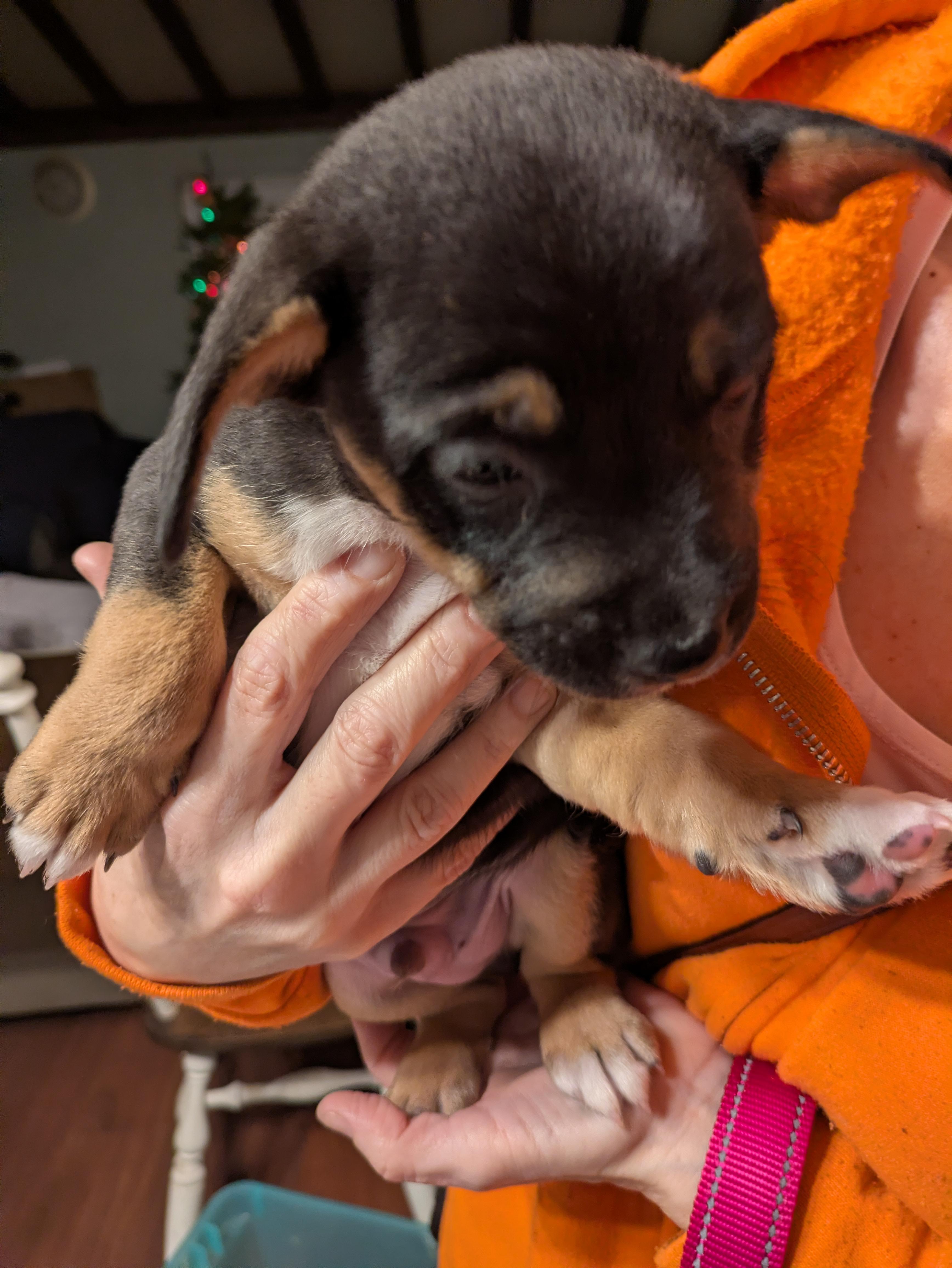 Enlarge Valentino aka Val, a Adoptable mixed breed in Tracy, CA image 6/6