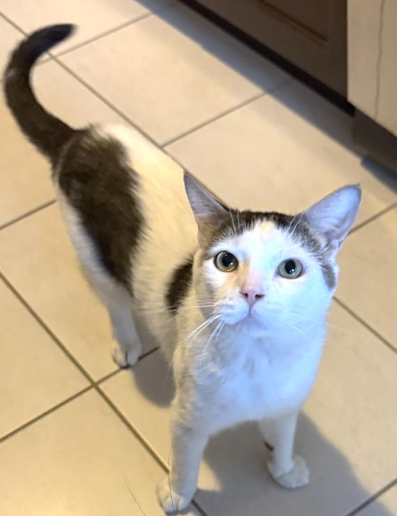 Enlarge Sandy, a ADOPTABLE Domestic Short Hair in Stoney Creek, ON image 2/6