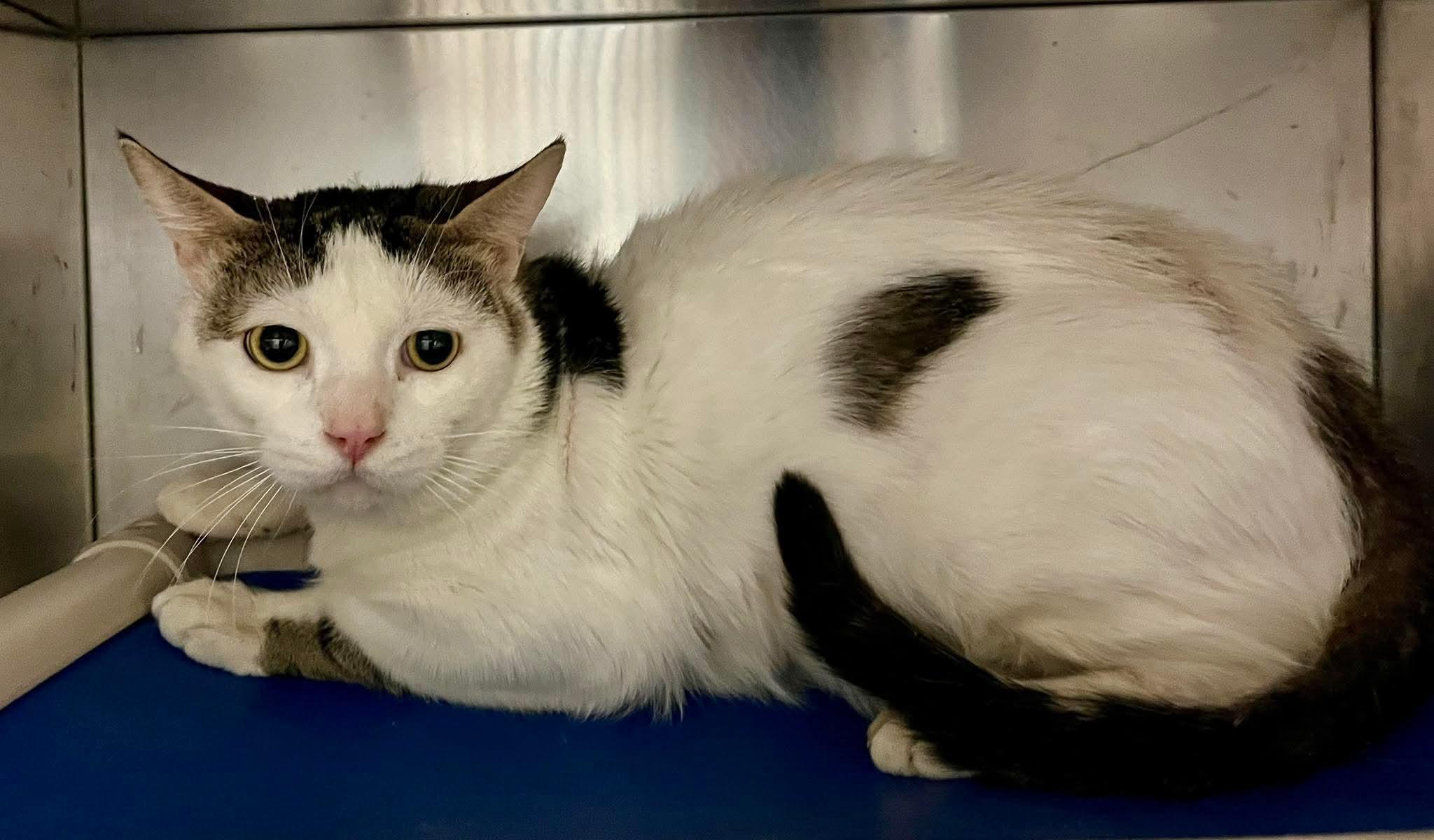 Enlarge Sandy, a ADOPTABLE Domestic Short Hair in Stoney Creek, ON image 6/6