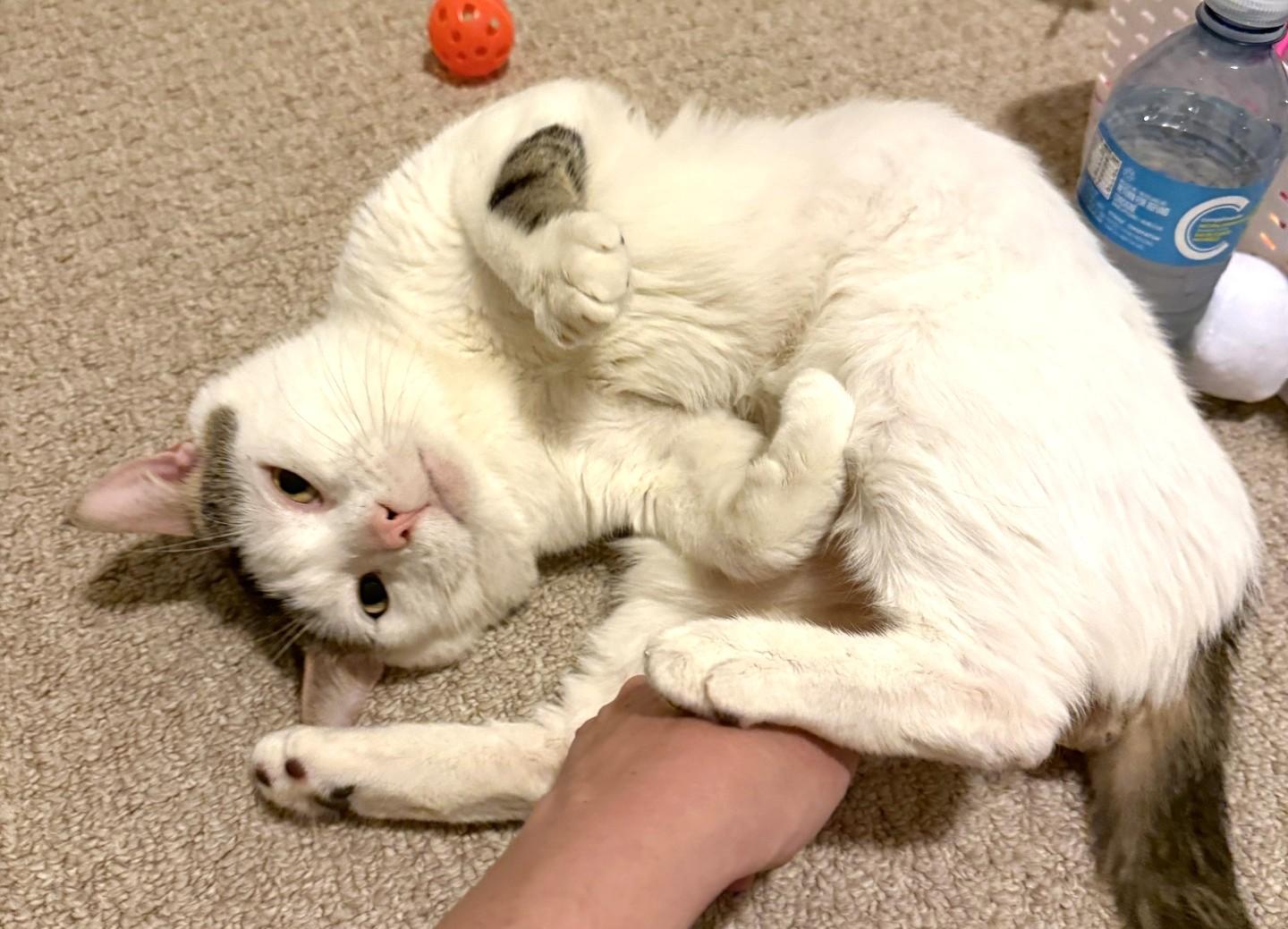Enlarge Sandy, a ADOPTABLE Domestic Short Hair in Stoney Creek, ON image 4/6