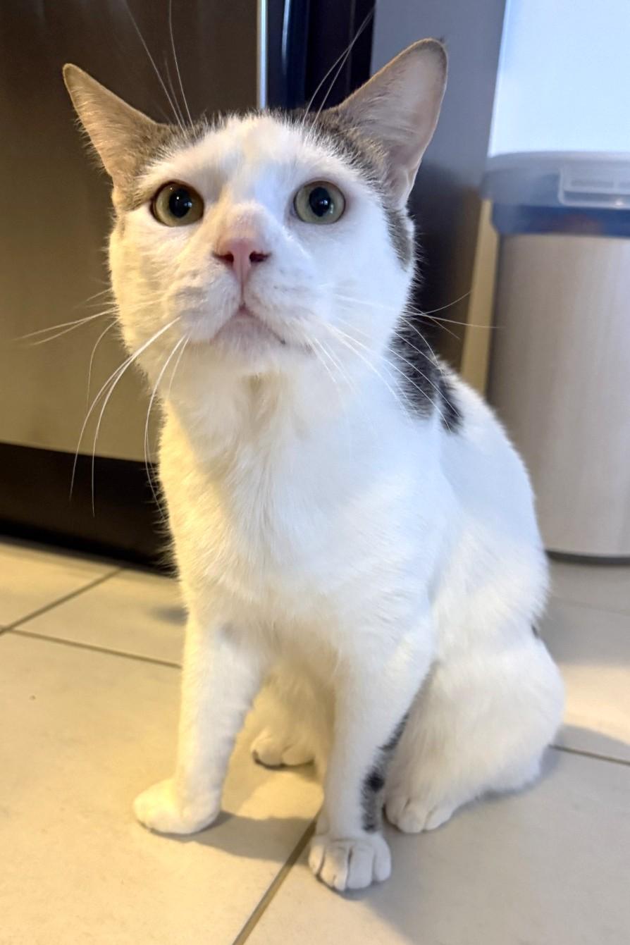 Sandy, ADOPTABLE, Adult Male Domestic Short Hair.