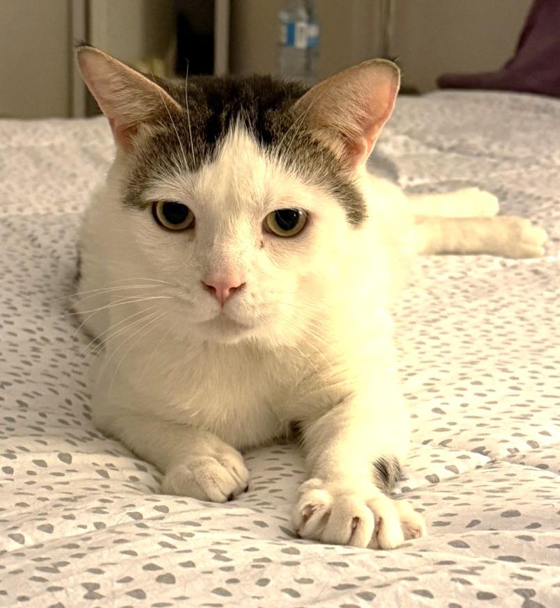 Sandy, ADOPTABLE, Adult Male Domestic Short Hair.