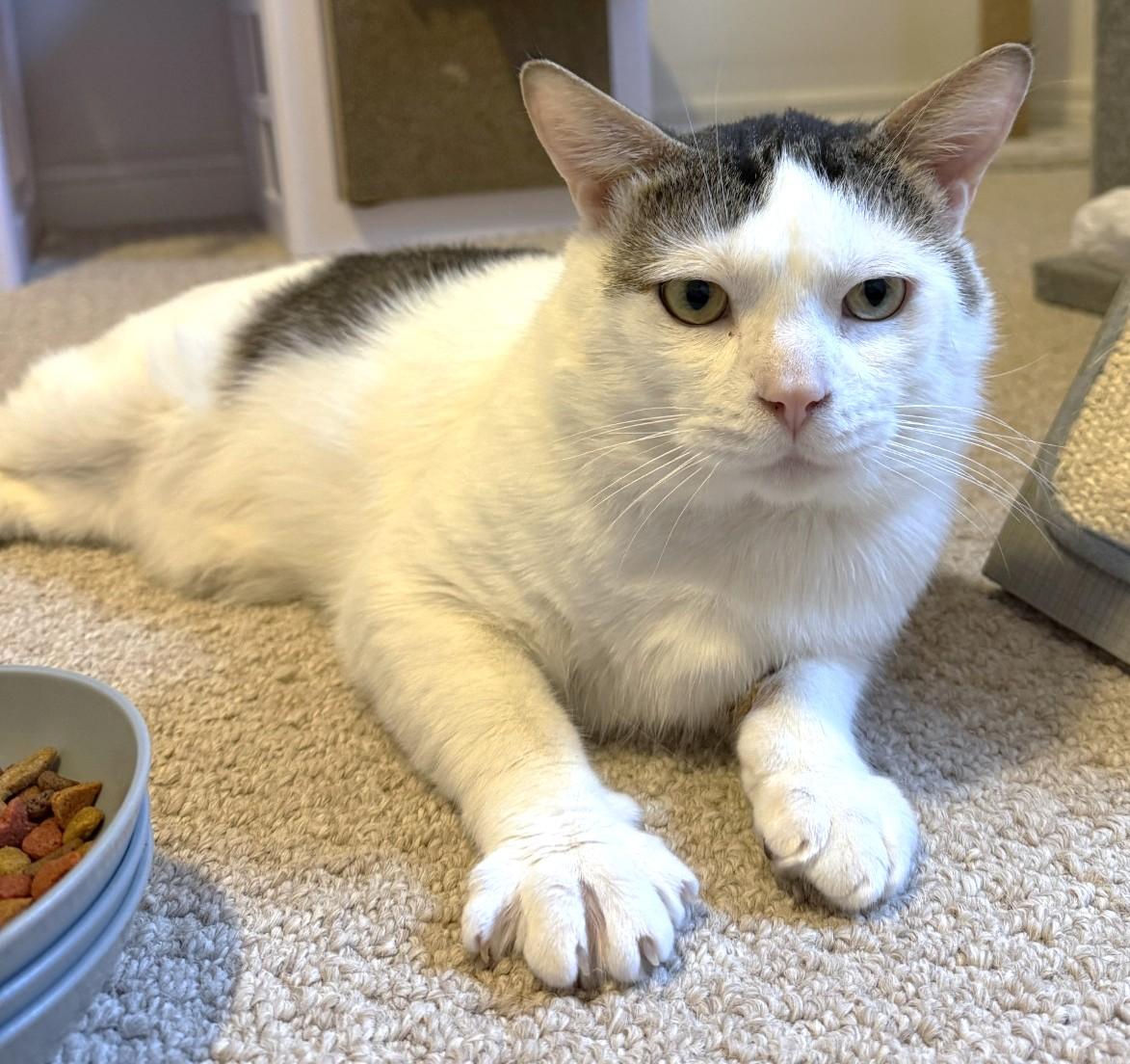 Enlarge Sandy, a ADOPTABLE Domestic Short Hair in Stoney Creek, ON image 5/6