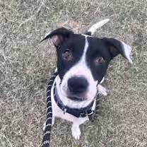 Monna, Adoptable, Adult Female Pit Bull Terrier.