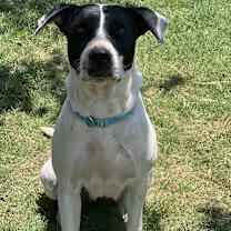 Enlarge Monna, a Adoptable Pit Bull Terrier in Wichita Falls, TX image 2/3