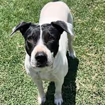 Enlarge Monna, a Adoptable Pit Bull Terrier in Wichita Falls, TX image 3/3