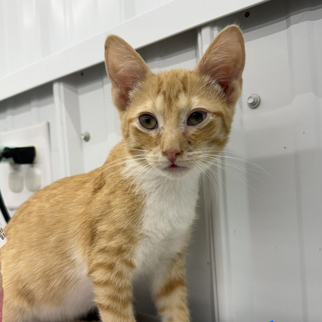 Pepper, Adoptable, Kitten Male Domestic Short Hair.