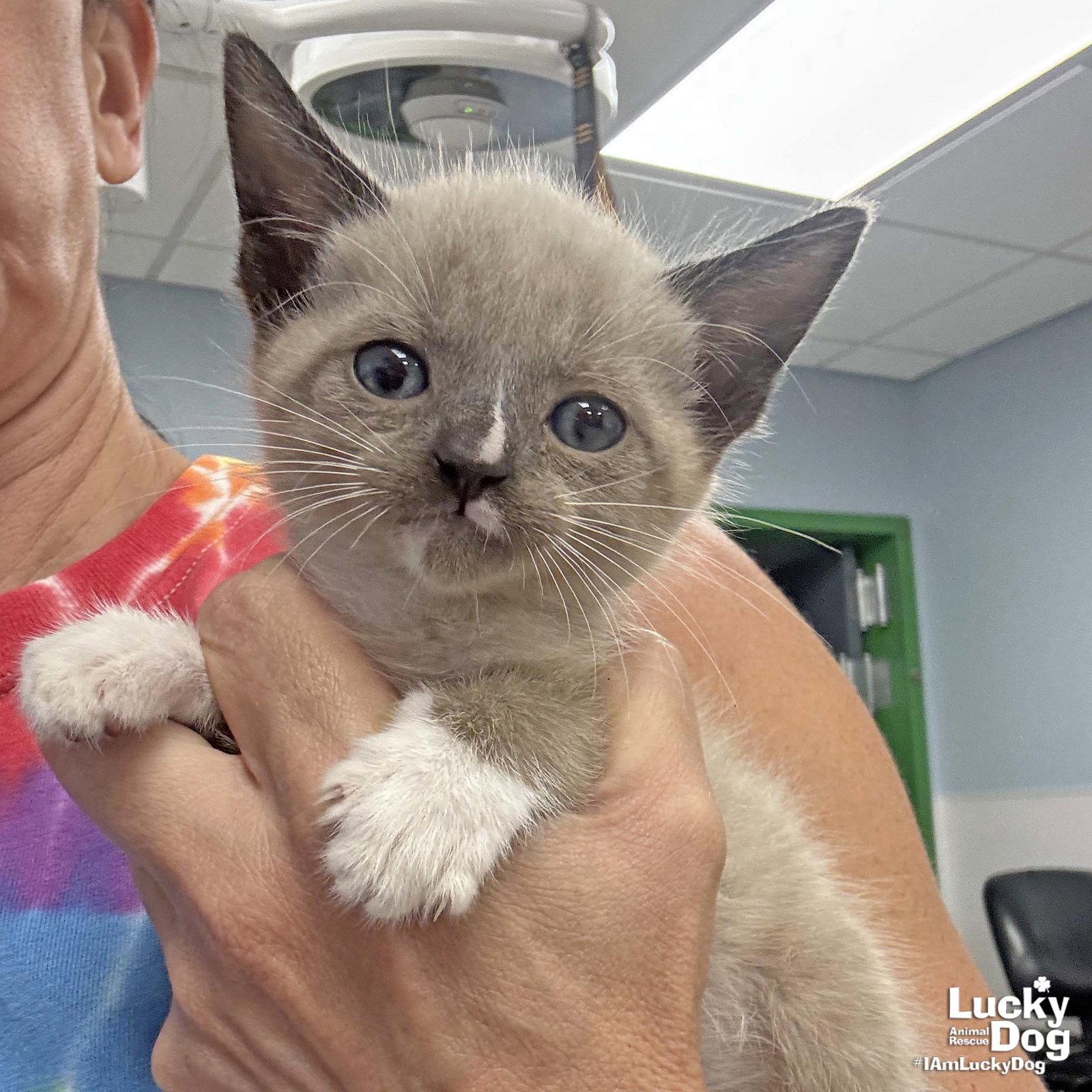 Steve, a Adopted Siamese in Washington, DC image 2/3