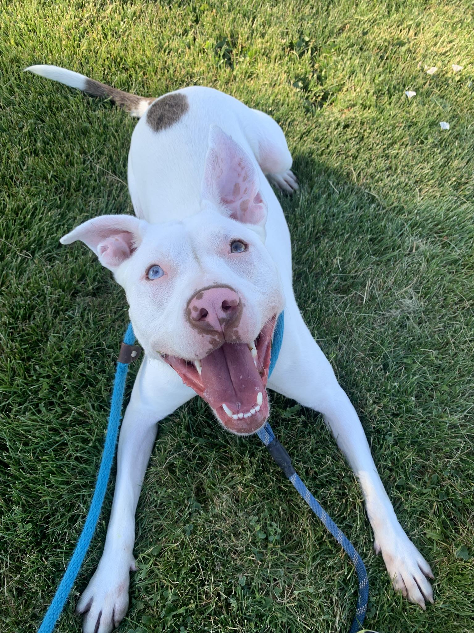 ATHENA (big, goofy puppy), a Adoptable Pit Bull Terrier in Wyandotte, MI image 2/6
