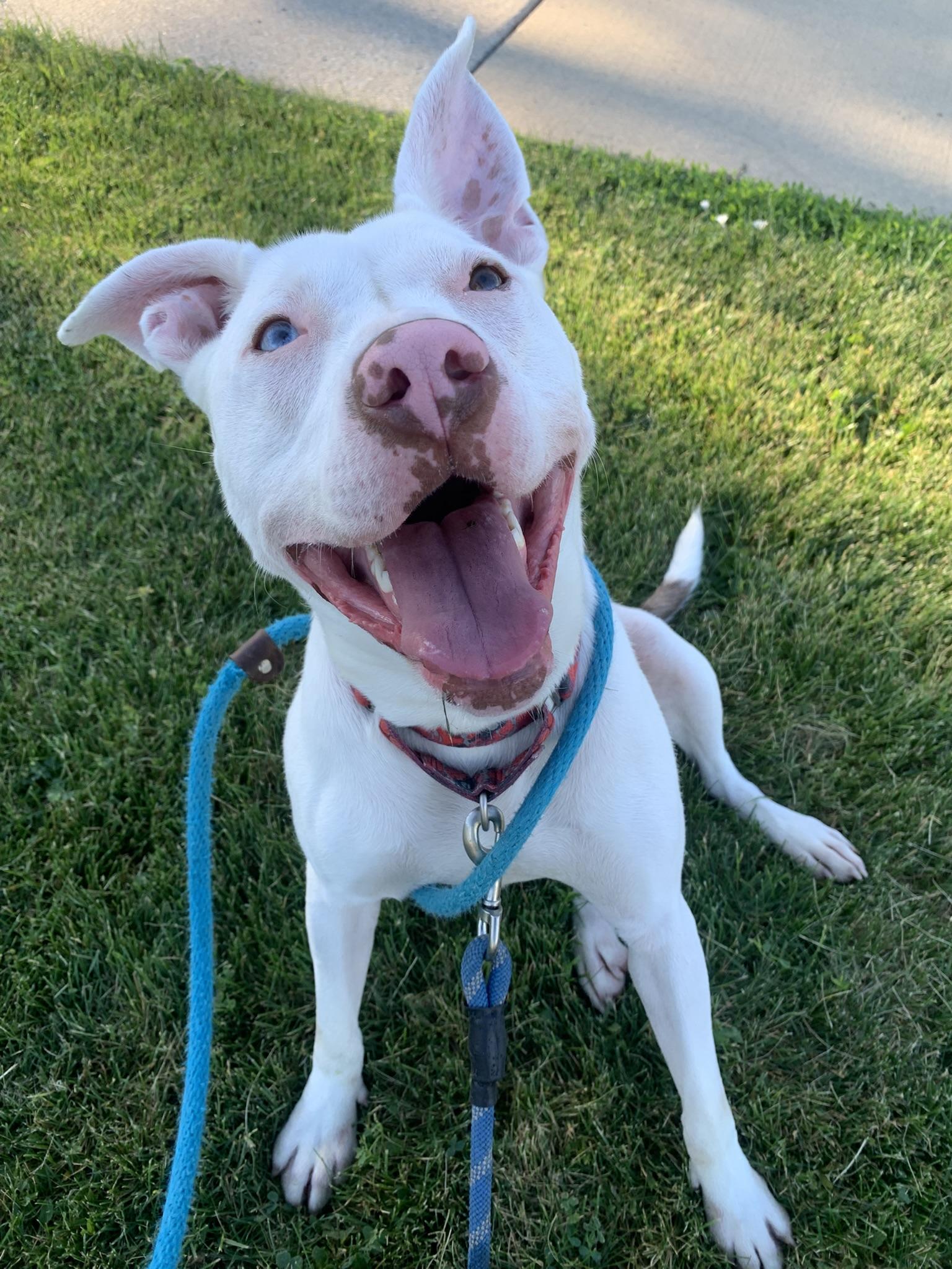 Enlarge ATHENA (big, goofy puppy), a Adoptable Pit Bull Terrier in Wyandotte, MI image 3/6