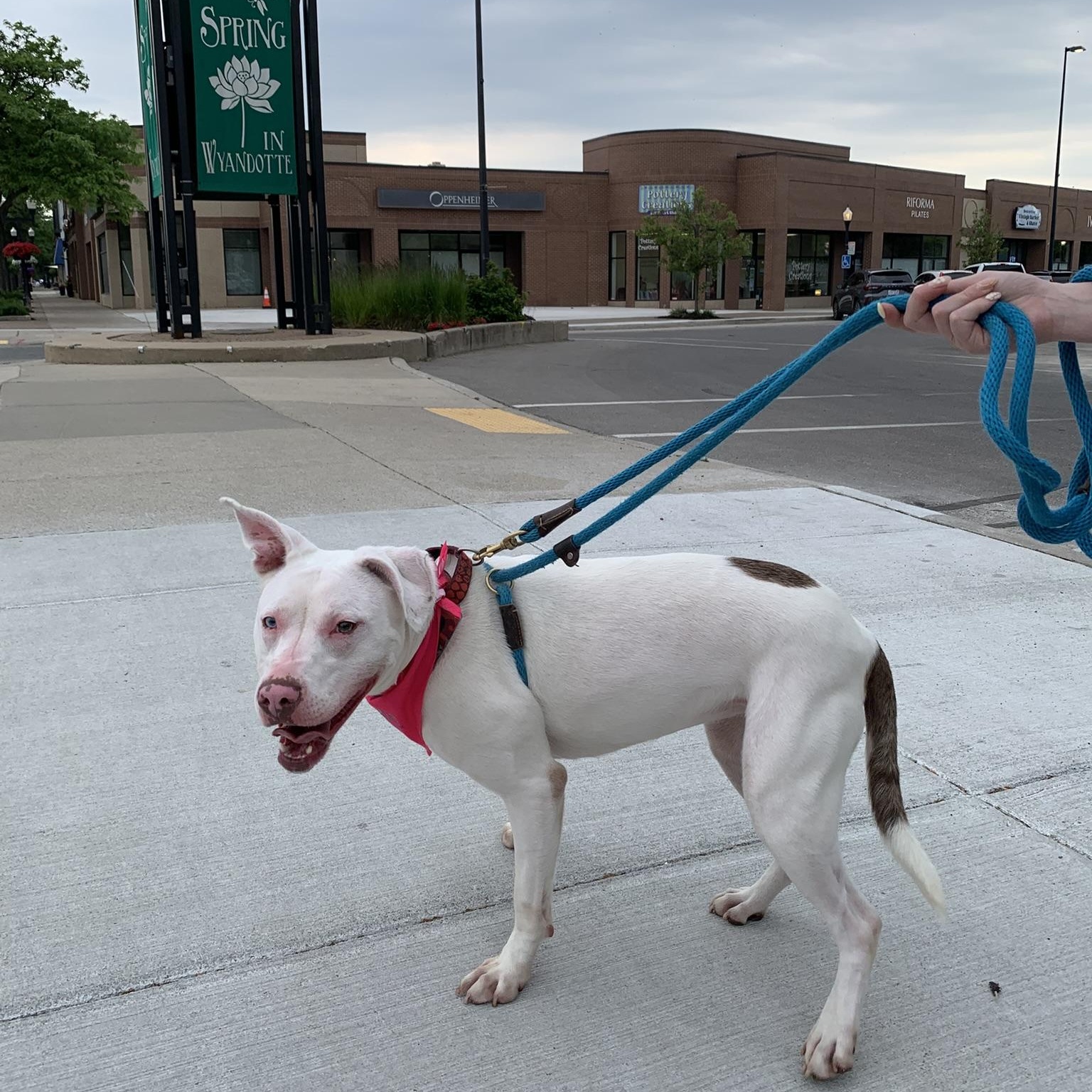 ATHENA (big, goofy puppy), a Adoptable Pit Bull Terrier in Wyandotte, MI image 4/6