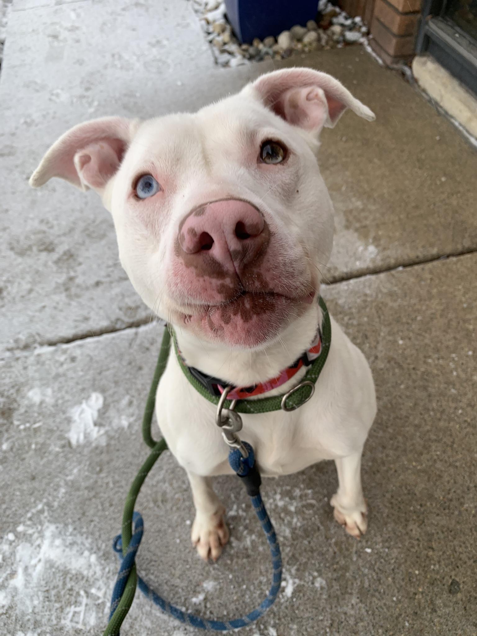 Enlarge ATHENA (big, goofy puppy), a Adoptable Pit Bull Terrier in Wyandotte, MI image 1/6