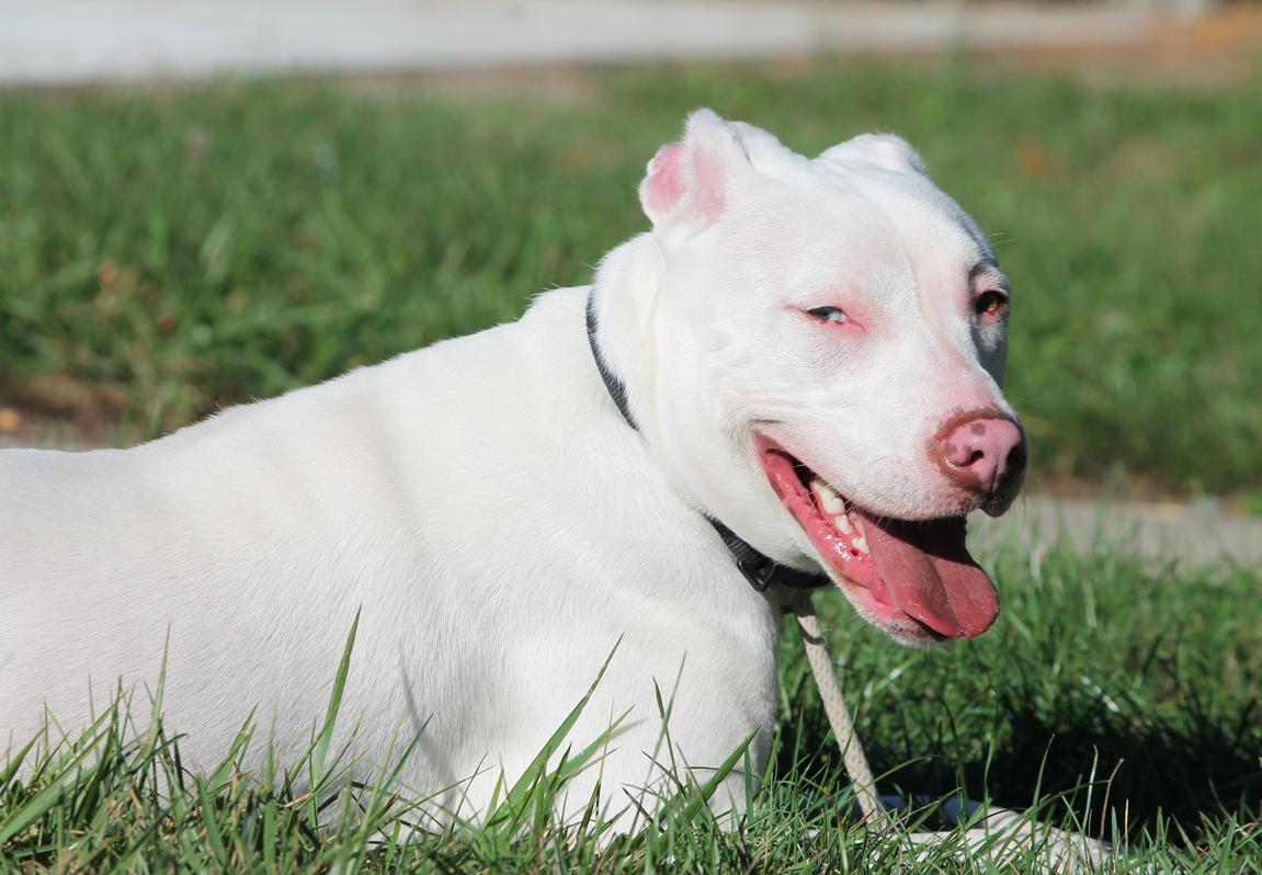 ATHENA (big, goofy puppy)