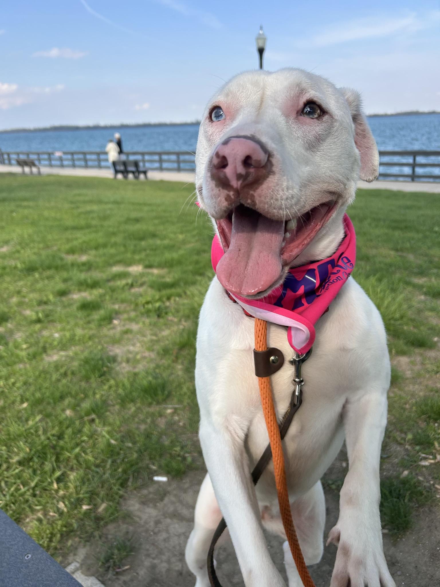 Enlarge ATHENA (big, goofy puppy), a Adoptable Pit Bull Terrier in Wyandotte, MI image 2/6