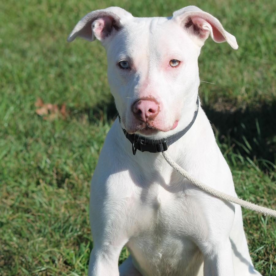 ATHENA (big, goofy puppy), a Adoptable Pit Bull Terrier in Wyandotte, MI image 1/4