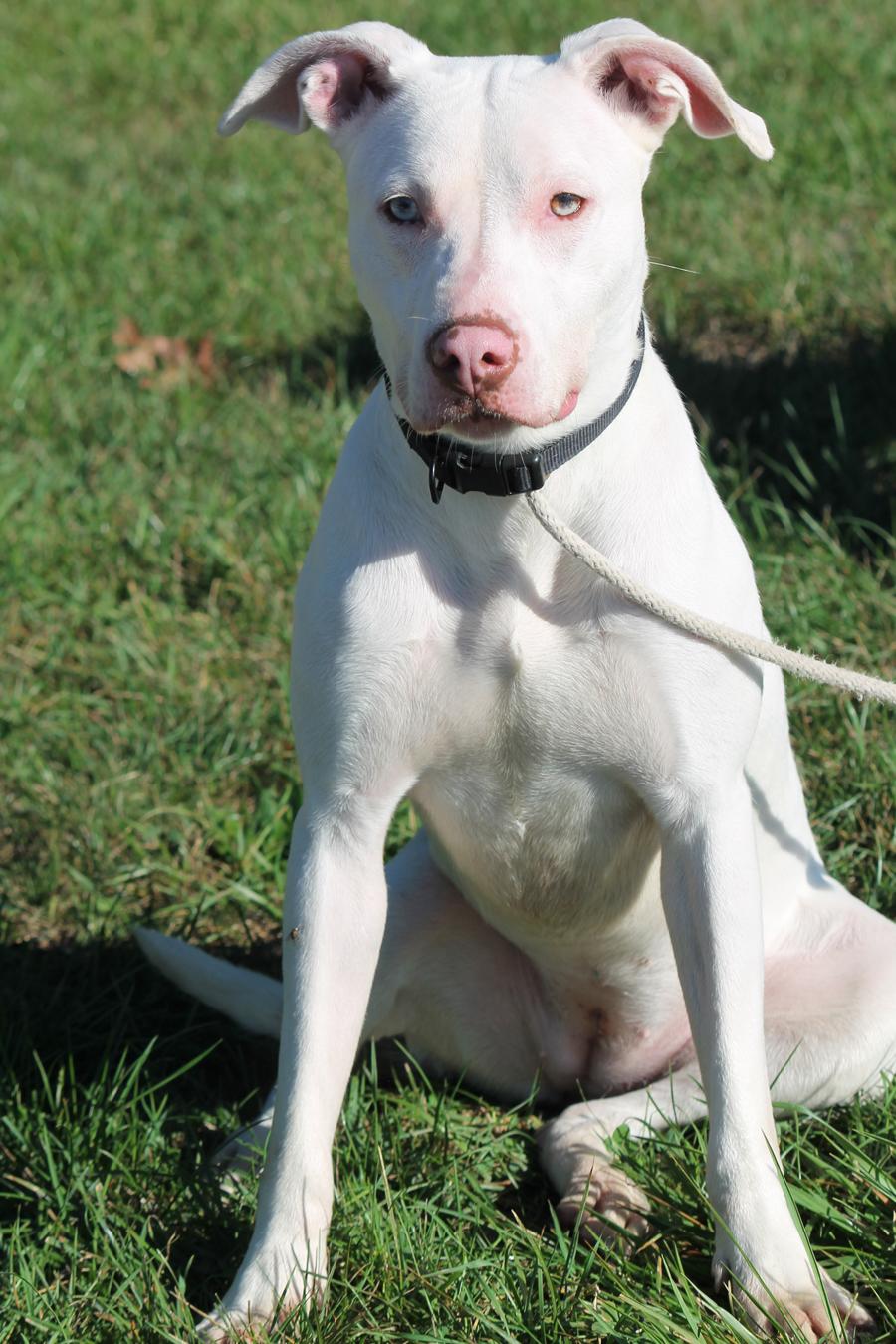 ATHENA (big, goofy puppy)