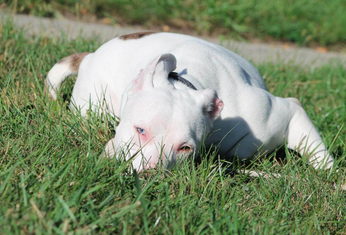 Enlarge ATHENA (big, goofy puppy), a Adoptable Pit Bull Terrier in Huntly, IL image 3/4