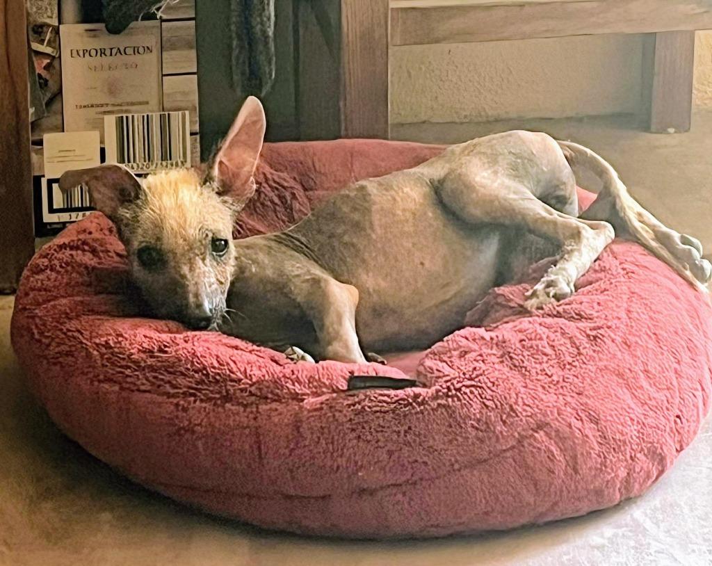 Enlarge Frida, a Adoptable Xoloitzcuintli / Mexican Hairless in Calgary, AB image 2/4