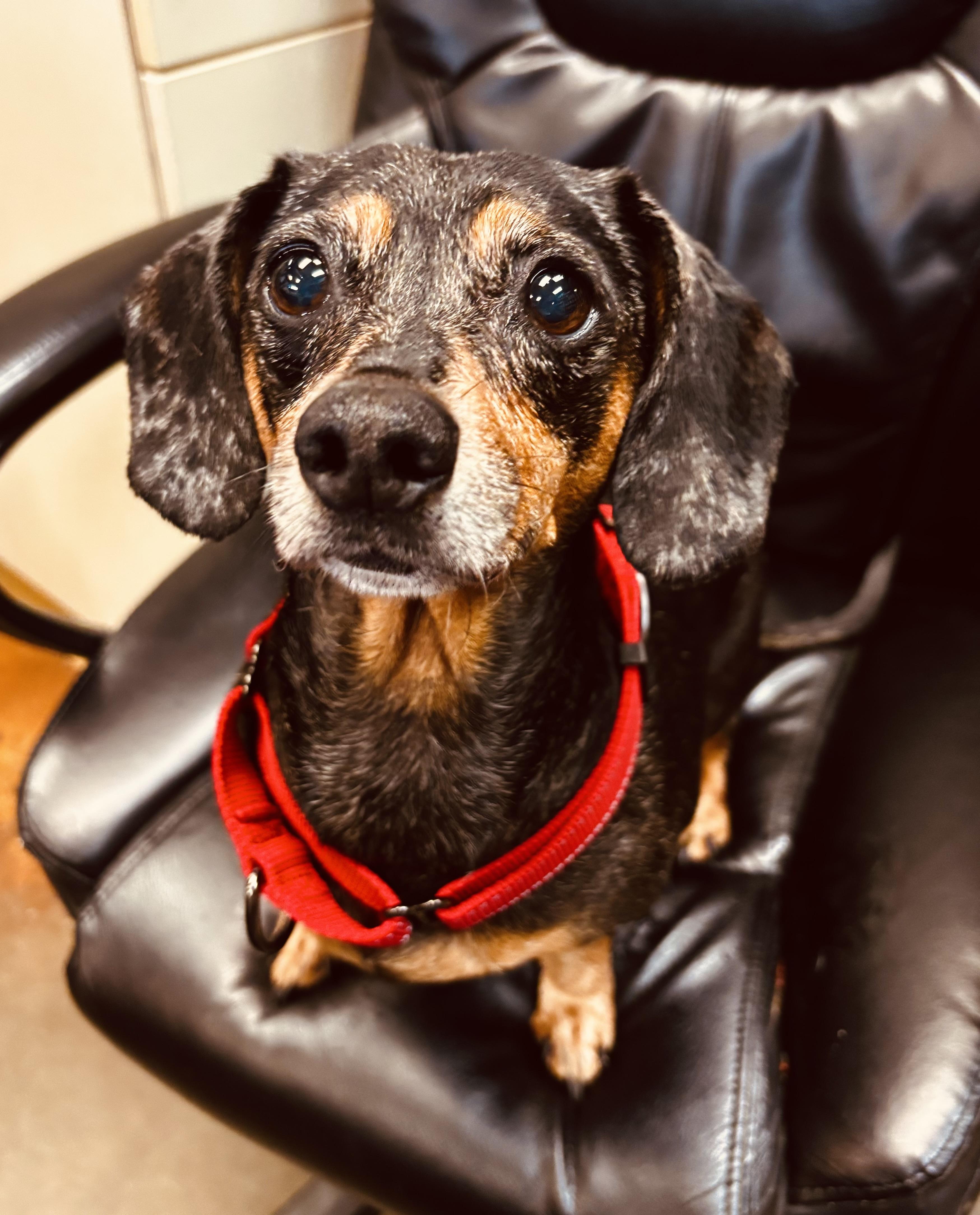 Meah, adopted, Adult Female Dachshund.