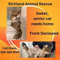 Tootsie, ADOPTABLE, Senior Female Domestic Short Hair.