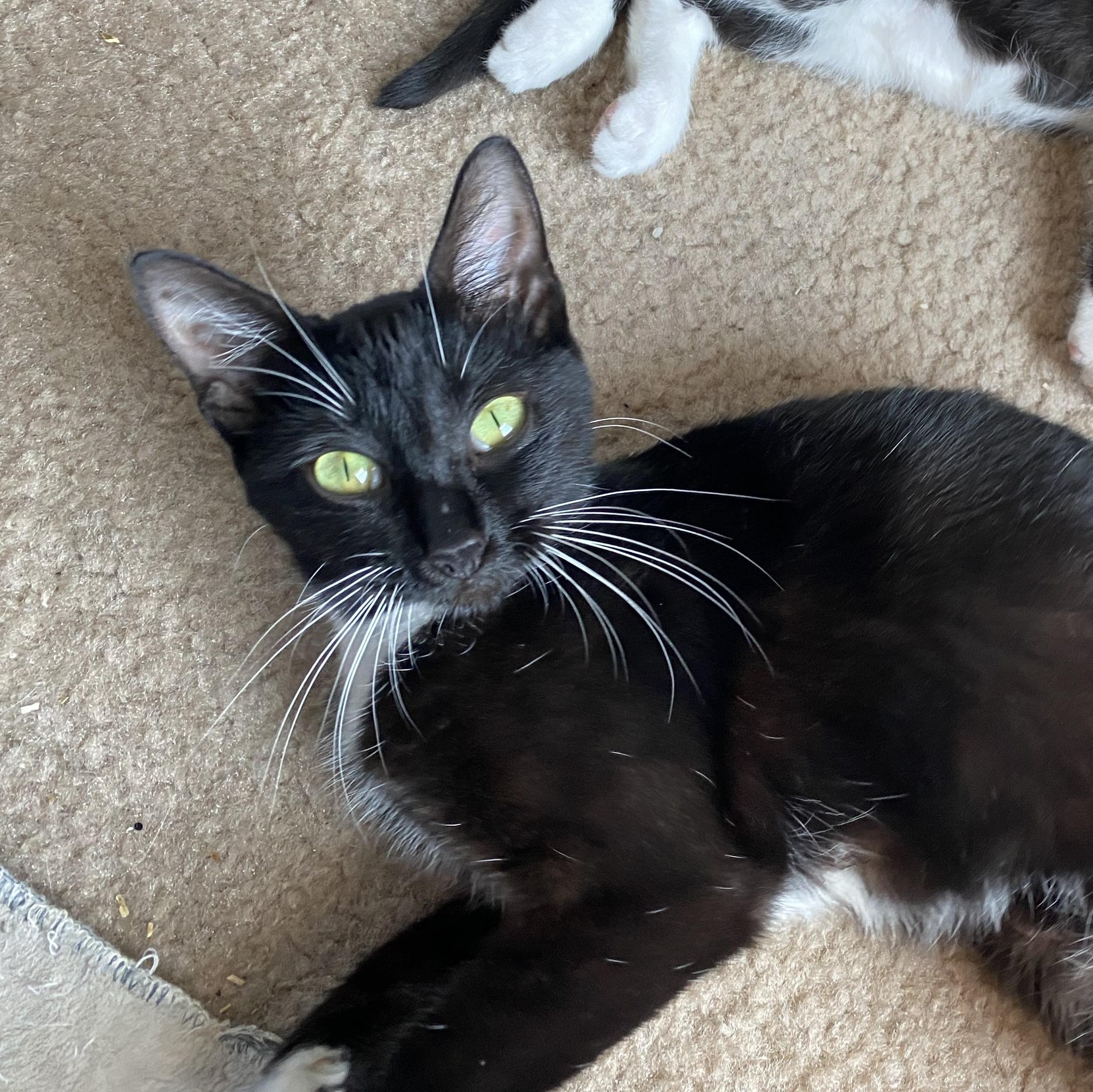Minnie, Baby Female Tuxedo