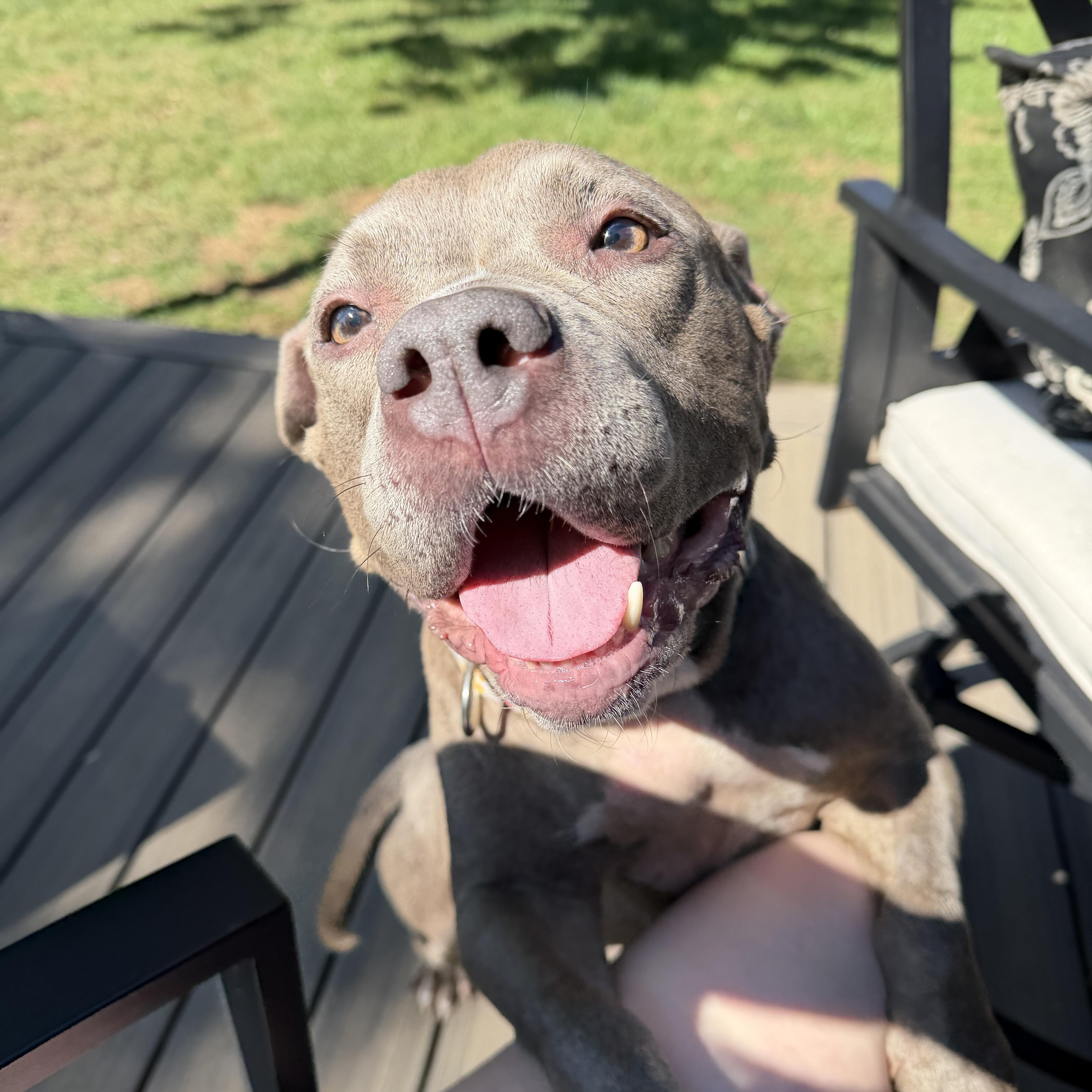 Enlarge Rosie, a Adopted American Bully in Livonia, MI image 2/4