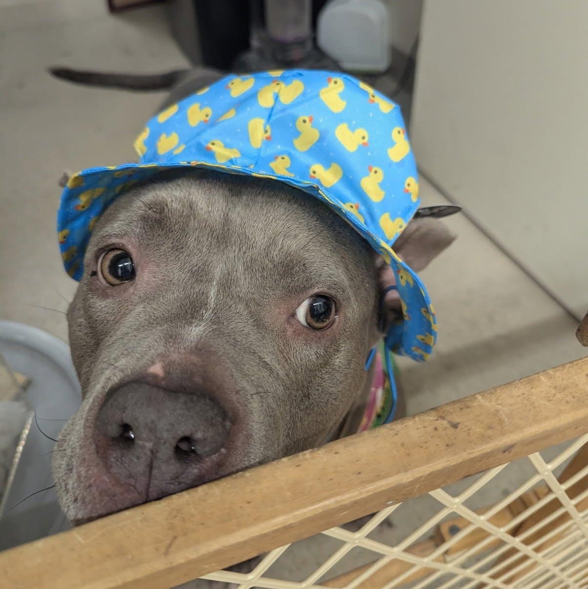 Enlarge Rosie, a Adopted American Bully in Livonia, MI image 3/4